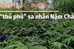 Chuyện vui - buồn ở 'thủ phủ' sa nhân Nậm Chảy