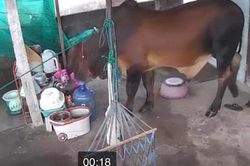 Hai bé gái hoảng hốt tháo chạy khi bò ngang nhiên xông vào nhà