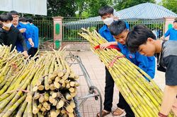 Chở xe mía đến ép nước tặng thí sinh thi lớp 10