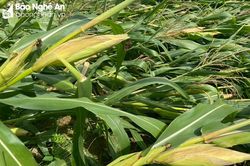 35 ha ngô ở Thanh Chương bị đổ rạp sau trận mưa lớn
