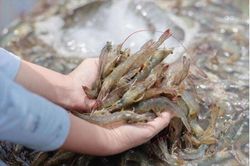 Chủ tịch Sao Ta 'hiến kế' cứu giá tôm: Quan tâm đối thủ, chất lượng làm chủ đạo