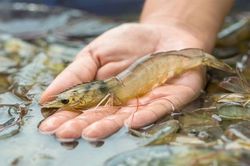 Toàn tỉnh Khánh Hòa có 215 cơ sở sản xuất giống thủy sản nước mặn, nước lợ