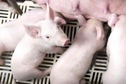 Giá lợn hơi ngày 5/6: Tiếp tục đi ngang