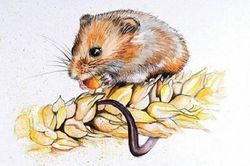 Cuối năm 2023: Top con giáp phạm Thái Tuế, đen đủi trăm bề