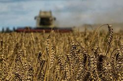 EU cho phép các nước thành viên kéo dài lệnh 'cấm cửa' ngũ cốc Ukraine