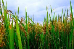 Thái Lan: Sản lượng gạo có thể sụt giảm 6% do ảnh hưởng của El Nino