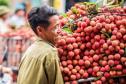 Chủ động tìm đầu ra cho mùa vải bội thu ở Bắc Giang