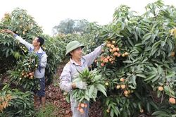 Bắc Giang: Tiêu thụ vải thiều sớm thuận lợi, giá ổn định