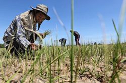 Sản lượng lúa gạo của Thái Lan năm nay có thể giảm do El Nino