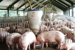 Giá lợn hơi ngày 6/6: Tăng nhẹ tại một vài địa phương