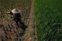 Indonesia gồng mình chống cháy rừng, mất mùa do El Nino khắc nghiệt