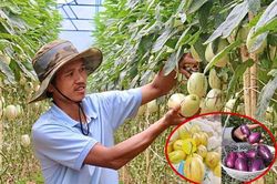 Phát sốt với dưa hấu tí hon 10 mùi trồng ở Đà Lạt, đắt hàng như tôm tươi
