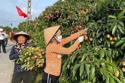 Hải Dương đẩy mạnh xuất khẩu vải thiều