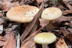 Ăn nấm rừng, một người tử vong