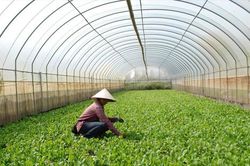 Nông nghiệp công nghệ cao: Loay hoay tìm quỹ đất