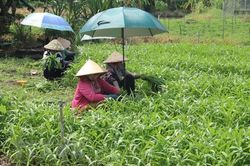 Tiền Giang: Khuyến khích dân trồng hoa màu thích ứng biến đổi khí hậu