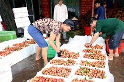 Đưa trái vải sang Mỹ: Cần sớm có trung tâm chiếu xạ ở miền Bắc