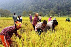 Hỗ trợ kinh phí thực hiện các dự án, mô hình giảm nghèo