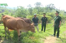 Khởi sắc từ những mô hình sinh kế cho đồng bào dân tộc Pa Cô