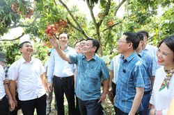 Không mua theo cân, Bộ trưởng Lê Minh Hoan đặt cả cây vải thiều xuất Nhật