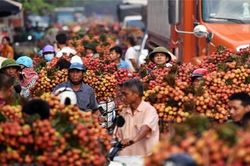 Thủ phủ vải thiều Lục Ngạn nhộn nhịp vào mùa