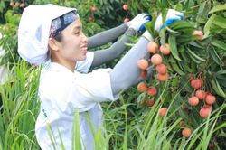 Vải thiều Thanh Hà lần đầu 'bay cùng thực khách'
