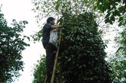 Giá tiêu hôm nay 9/6: Xuất khẩu hồ tiêu sang Mỹ tăng mạnh