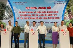 Vải thiều Thanh Hà xuất khẩu đi các nước