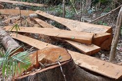 Gia Lai: Khởi tố vụ án chặt hạ 52 cây gỗ rừng trái phép