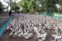 Đồng Tháp nuôi vịt chạy đồng lấy trứng thu lãi cao