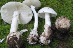 Tây Ninh: 6 người bị ngộ độc thực phẩm do ăn nấm rừng