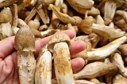 Đặc sản chỉ có mùa mưa, người dân sẵn sàng chi tiền triệu lùng mua bằng được