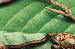 Hai mẹ con nhập viện khẩn cấp sau bữa ăn tự chế biến
