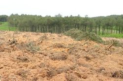 Nguyên Chủ tịch UBND xã ở Quảng Bình bị kỷ luật vì phá rừng