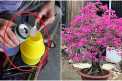 Tưới hoa giấy dùng nước lã chưa đủ: Hòa thêm thứ này vào hoa nở bung từ gốc đến ngọn, rực rỡ quanh năm