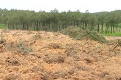 Nguyên Bí thư, Chủ tịch HĐND, UBND xã bị kỷ luật vì phá rừng