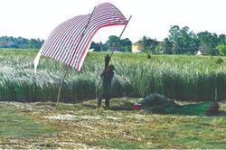 Thu hoạch cói