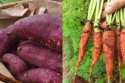 3 loại củ rẻ bèo giúp giải nhiệt mùa hè