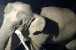 Voi rừng vào nhà dân phá tài sản, lục tìm đồ ăn lúc rạng sáng