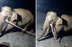 Nghệ An: Voi rừng xuất hiện, vào nhà dân lục tìm đồ ăn giữa đêm