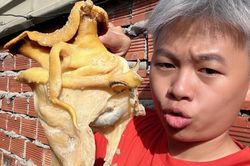 Dân tình đua nhau mukbang ốc bàn ủi khổng lồ: Cách ăn siêu cực, có người thử 4 lần chưa thành công