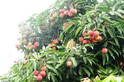 Hải Dương mở rộng thị trường cho sản phẩm vải thiều Thanh Hà