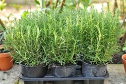 Tác dụng chữa bệnh của cây hương thảo