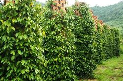 Bài học 'trồng - chặt' lại nóng