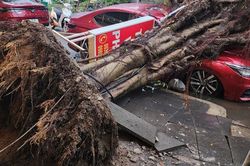 Cây si cao 20m bật gốc, đè bẹp ô tô ở TP. Thủ Đức