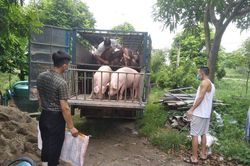 Giá heo hơi hôm nay 13/6/2023: Nhiều địa phương tăng 1.000 - 3.000 đồng/kg