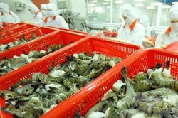 Vua tôm tiết lộ sự thật các doanh nghiệp 'đốt' nghìn tỷ mỗi năm