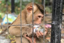 Ra mắt mạng lưới phóng viên điều tra phòng, chống buôn bán động vật hoang dã trái phép