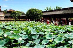 Sen tô sắc Huế