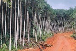 Bắc Kạn mở rộng mạng lưới đường lâm nghiệp